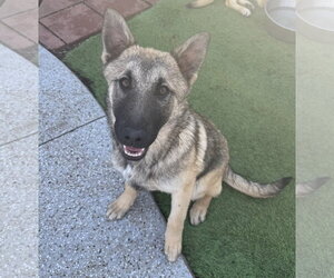 German Shepherd Dog-Unknown Mix Dogs for adoption in Leavenworth, KS, USA