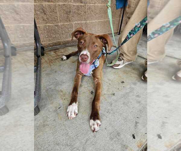 Medium Photo #16 Lab-Pointer Puppy For Sale in Bethesda, MD, USA