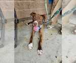 Small #15 Lab-Pointer