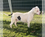Small #5 Bullypit