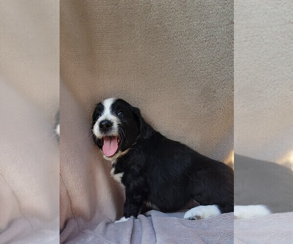 Medium Photo #5 Aussiedoodle Puppy For Sale in CONWAY, SC, USA