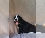Small #4 Aussiedoodle