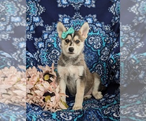 German Shepherd Dog-Siberian Husky Mix Puppy for sale in EPHRATA, PA, USA