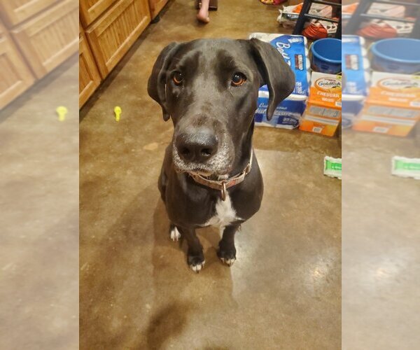 Medium Photo #3 Great Dane-Labrador Retriever Mix Puppy For Sale in Bullard, TX, USA