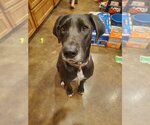 Small Photo #3 Great Dane-Labrador Retriever Mix Puppy For Sale in Bullard, TX, USA