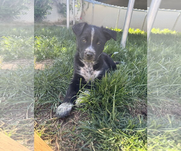 Medium Photo #2 Mutt Puppy For Sale in Sandy, UT, USA