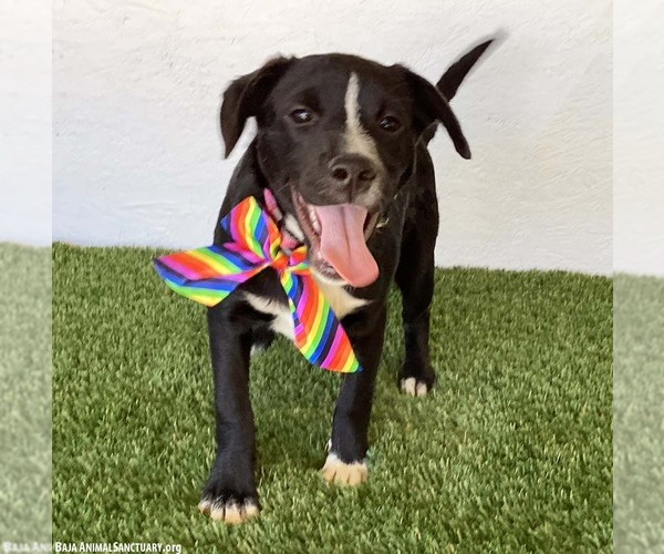 Medium Photo #6 Border Collie-Unknown Mix Puppy For Sale in San Diego, CA, USA