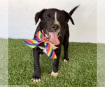 Small Photo #6 Border Collie-Unknown Mix Puppy For Sale in San Diego, CA, USA