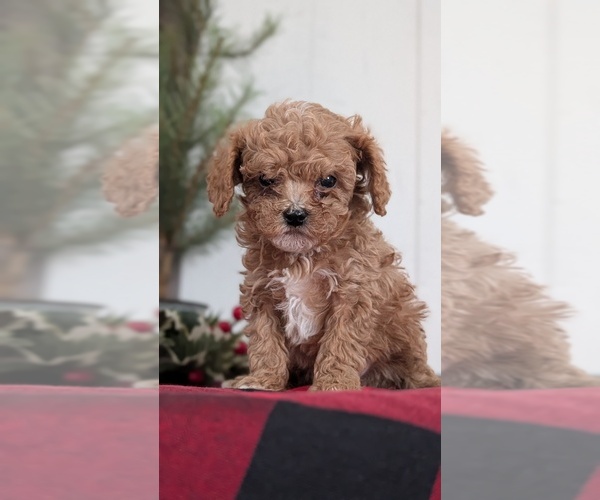 Medium Photo #15 Cavapoo (Miniature) Puppy For Sale in GOSHEN, IN, USA