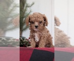Small #13 Cavapoo (Miniature)