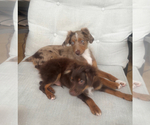 Small #3 Miniature Australian Shepherd
