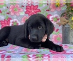 Small Photo #2 Shepradors Puppy For Sale in LANCASTER, PA, USA
