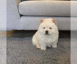 Chow Chow Puppy for sale in DOCKWEILER, CA, USA
