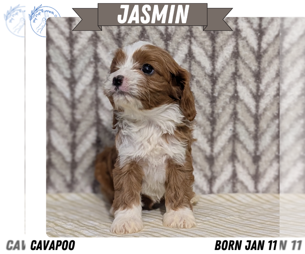 Medium Photo #24 Cavapoo (Miniature) Puppy For Sale in GOSHEN, IN, USA