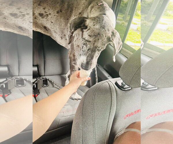 Medium Photo #2 Great Dane-Unknown Mix Puppy For Sale in Germantown, OH, USA