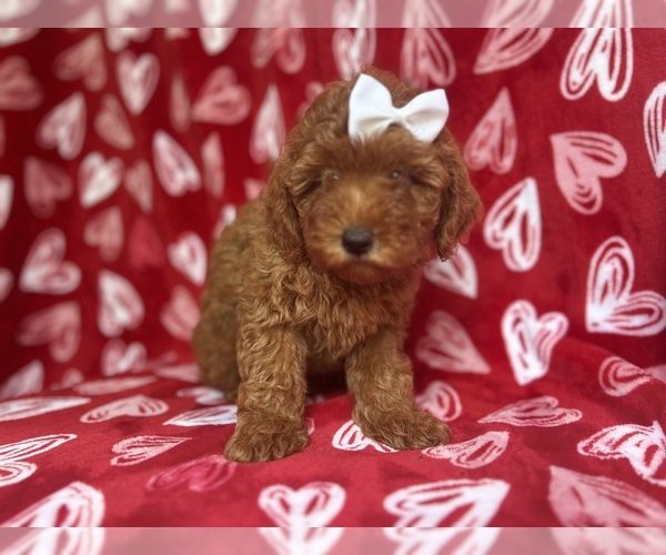 Medium Photo #2 Goldendoodle (Miniature) Puppy For Sale in LAKELAND, FL, USA
