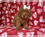 Small #1 Goldendoodle (Miniature)