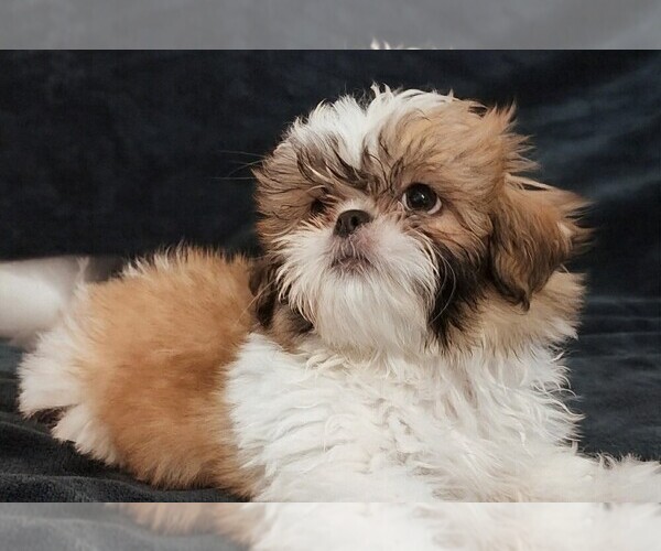 Medium Photo #1 Shih Tzu Puppy For Sale in WESLEY CHAPEL, FL, USA