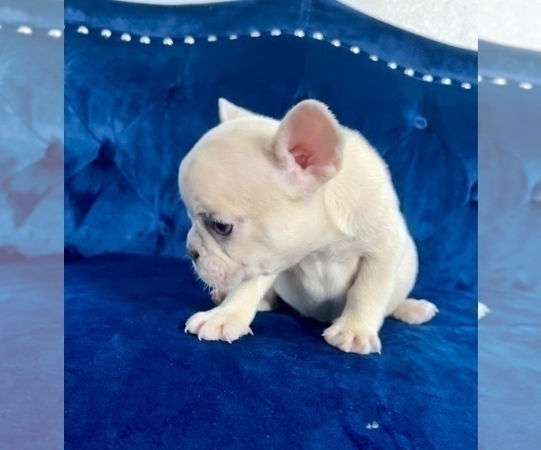 Medium Photo #47 French Bulldog Puppy For Sale in BIRMINGHAM, MI, USA