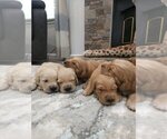 Small #8 Golden Retriever
