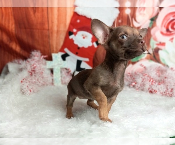 Medium Photo #4 Chihuahua Puppy For Sale in CARTHAGE, TX, USA