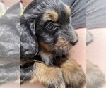Small Photo #1 Bernedoodle Puppy For Sale in HARROGATE, TN, USA