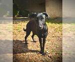 Small #2 Labrador Retriever Mix