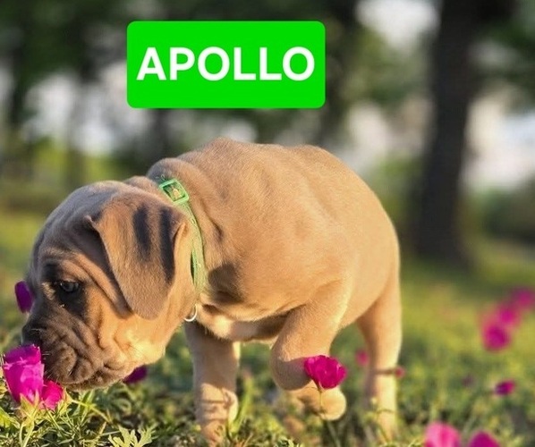 Medium Photo #13 Cane Corso Puppy For Sale in BANGS, TX, USA