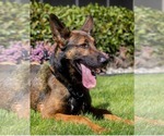 Small #9 German Shepherd Dog