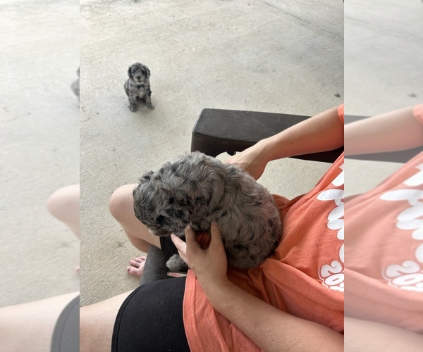Medium Photo #7 Labradoodle Puppy For Sale in PRAIRIEVILLE, LA, USA