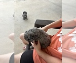 Small Photo #7 Labradoodle Puppy For Sale in PRAIRIEVILLE, LA, USA