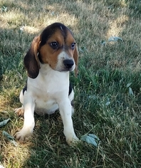 Beagle Puppy for sale in ARTHUR, IL, USA