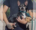 Small Photo #2 Chiweenie Puppy For Sale in Huntley, IL, USA