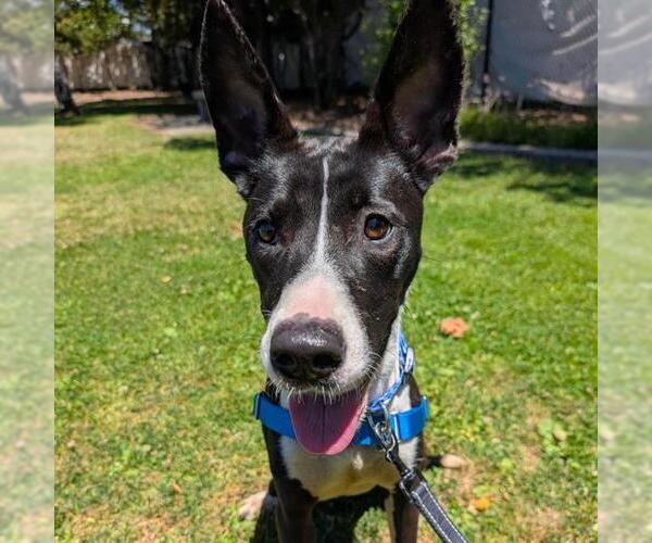 Medium Photo #1 Mutt Puppy For Sale in Alameda, CA, USA