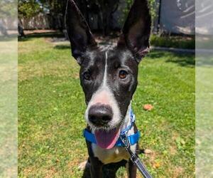 Mutt Dogs for adoption in Alameda, CA, USA