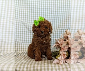 Poodle (Toy) Puppy for sale in LEOLA, PA, USA