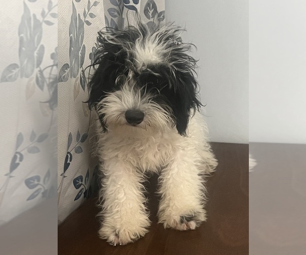 Medium Photo #17 Cavapoo-Poodle (Miniature) Mix Puppy For Sale in DURHAM, CT, USA