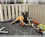 Small Photo #8 Belgian Malinois Puppy For Sale in REESEVILLE, WI, USA