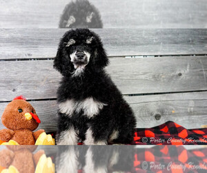 Poodle (Standard) Puppy for sale in KARLSTAD, MN, USA