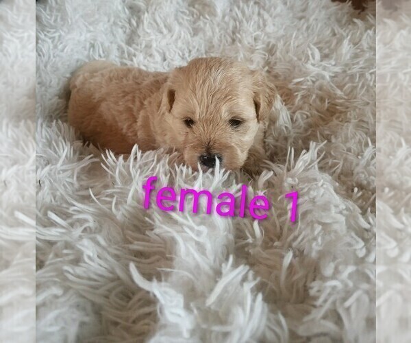 Medium Photo #6 Maltese-Silky Cocker Mix Puppy For Sale in WOBURN, MA, USA