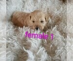 Small #5 Maltese-Silky Cocker Mix