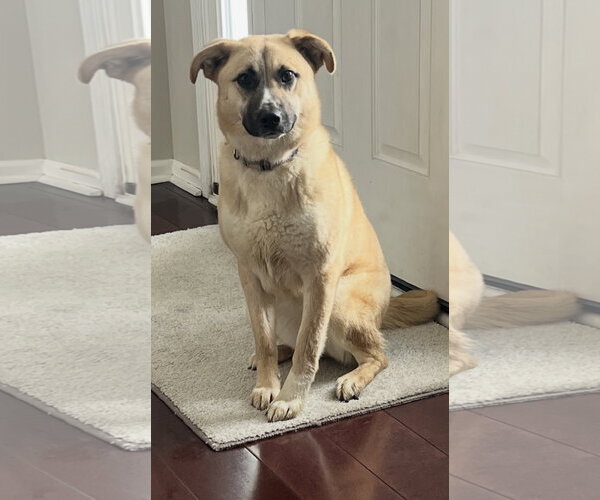 Medium Photo #2 Anatolian Shepherd-Chihuahua Mix Puppy For Sale in Cuyahoga Falls , OH, USA