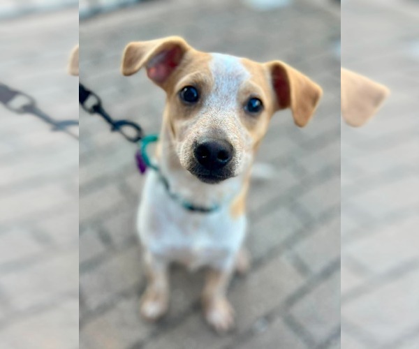 Medium Photo #2 Chihuahua-Unknown Mix Puppy For Sale in Minneapolis, MN, USA