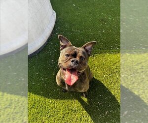 Boston Terrier-Unknown Mix Dogs for adoption in Toronto, Ontario, Canada