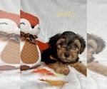 Puppy 6 YorkiePoo