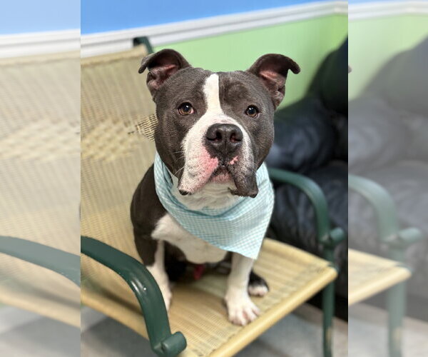 Medium Photo #2 American Staffordshire Terrier-Unknown Mix Puppy For Sale in Spring Lake, NJ, USA