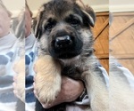 Small Photo #1 German Shepherd Dog Puppy For Sale in MOCKSVILLE, NC, USA