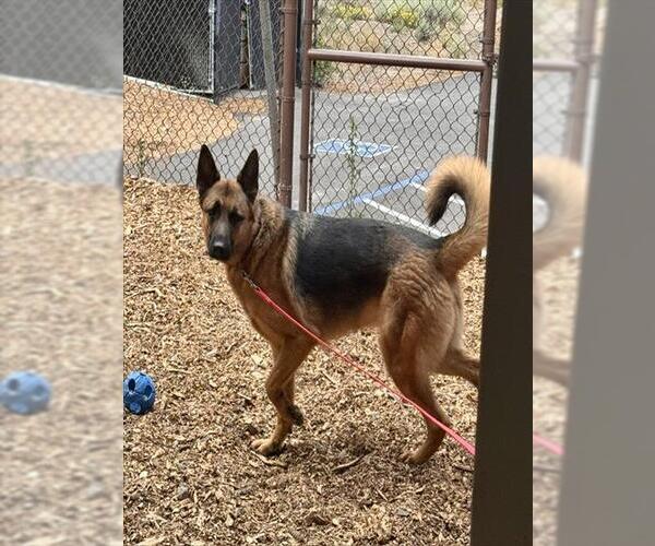 Medium Photo #1 German Shepherd Dog Puppy For Sale in South Lake Tahoe, CA, USA