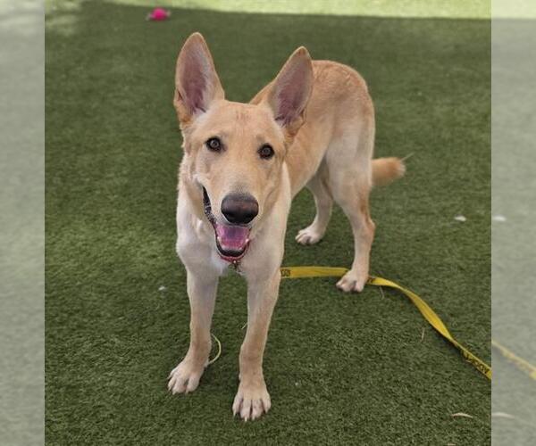Medium Photo #1 German Shepherd Dog-Unknown Mix Puppy For Sale in Las Vegas, NV, USA