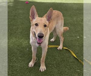 German Shepherd Dog-Unknown Mix Dogs for adoption in Las Vegas, NV, USA